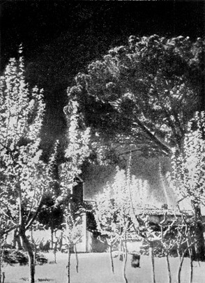 Привязанная к дереву девушка кончает в лесу от вибратора между ног фото